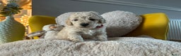 Schnoodle dogs for sale: Schnoodle Puppies - Advert 16