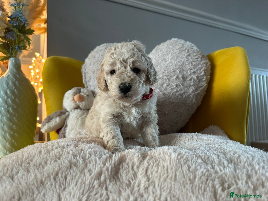 Schnoodle dogs for sale: Schnoodle Puppies - Advert 16