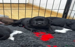 Labrador Retriever dogs for sale: 🤎🖤Outstanding Show Type Labradors🖤🤎KC&fully HT - Image 9