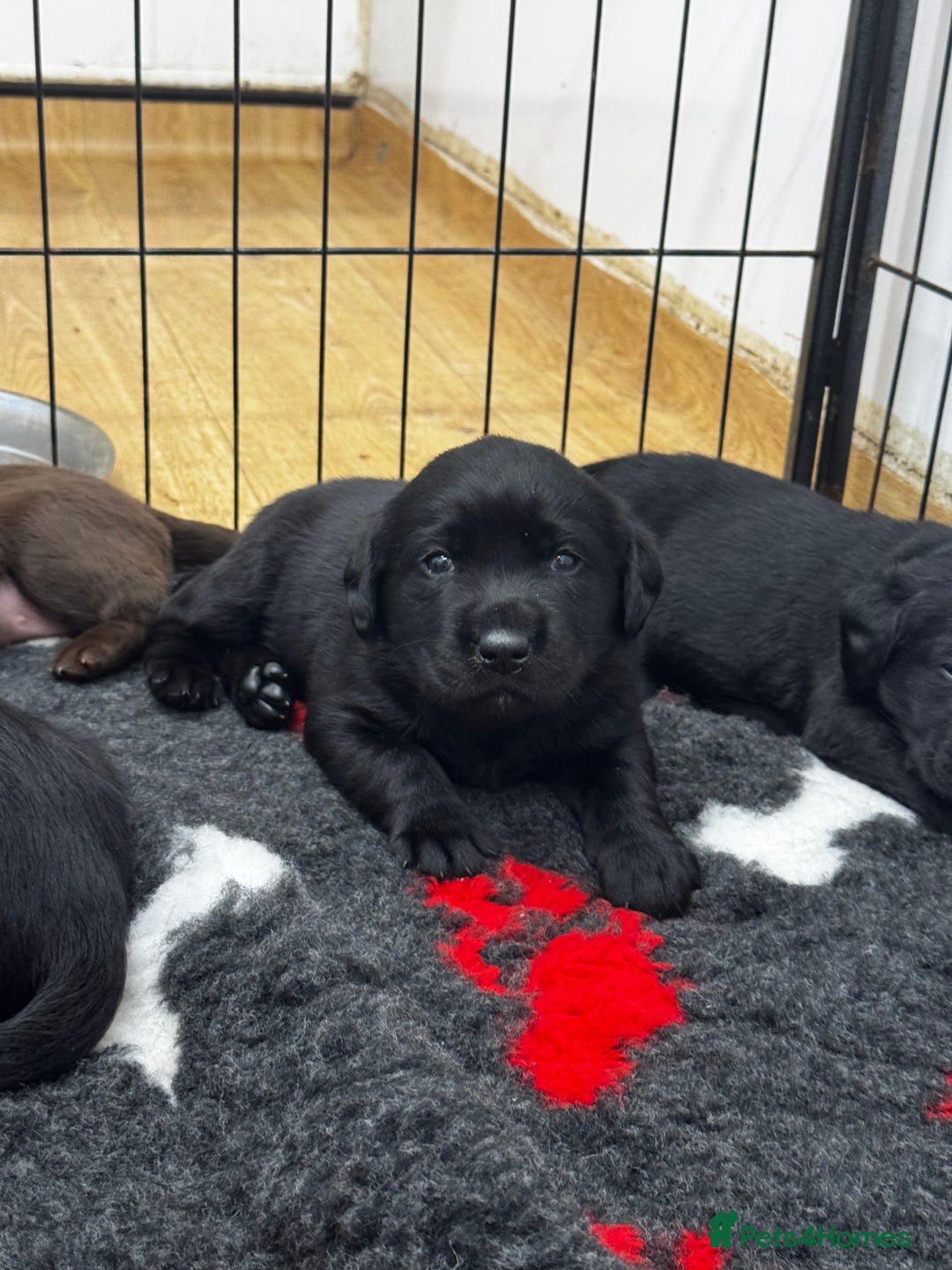 Labrador Retriever dogs for sale: 🤎🖤Outstanding Show Type Labradors🖤🤎KC&fully HT - Image 9
