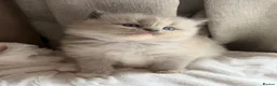 Ragdoll cats for sale: Mink/Sepia TICA Cherubim’s  - Advert 2