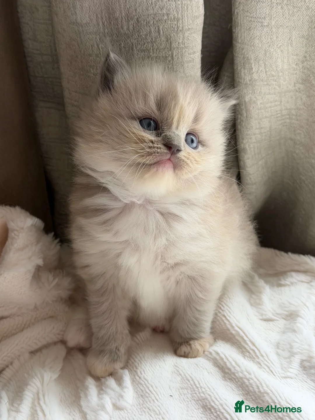Ragdoll cats for sale: Mink/Sepia TICA Cherubim’s  - Advert 2