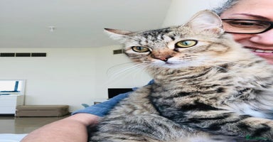 Mixed Breed cats - Advert 7