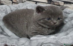 British Shorthair cats for sale: Boy and girl available  - Image 3