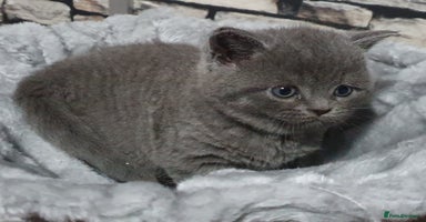 British Shorthair cats - Advert 16