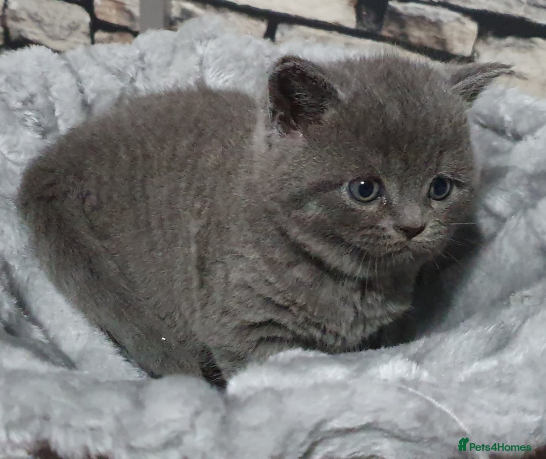 British Shorthair cats for sale: Boy and girl available  - Image 3