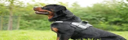 Rottweiler dogs for stud: PICASSO VOM WIESENTAL — Premium Rottweiler - Advert 8