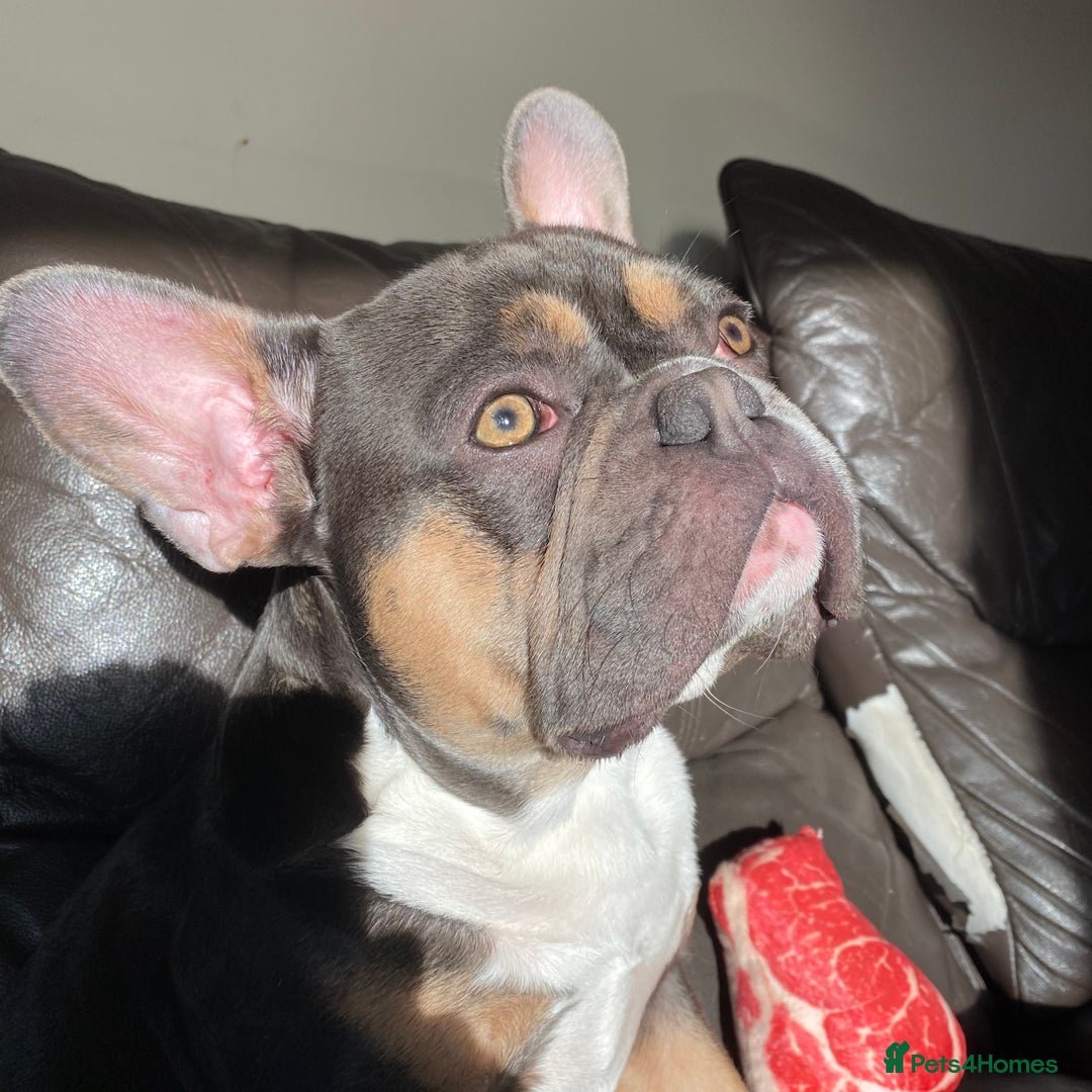 French Bulldog dogs for stud: Blue/Tan/White Frenchie Stud - KC & Fluffy Carrier in Edinburgh - Image 2
