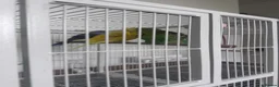 Budgerigars birds for sale: Budgies  in Trowbridge - Advert 1