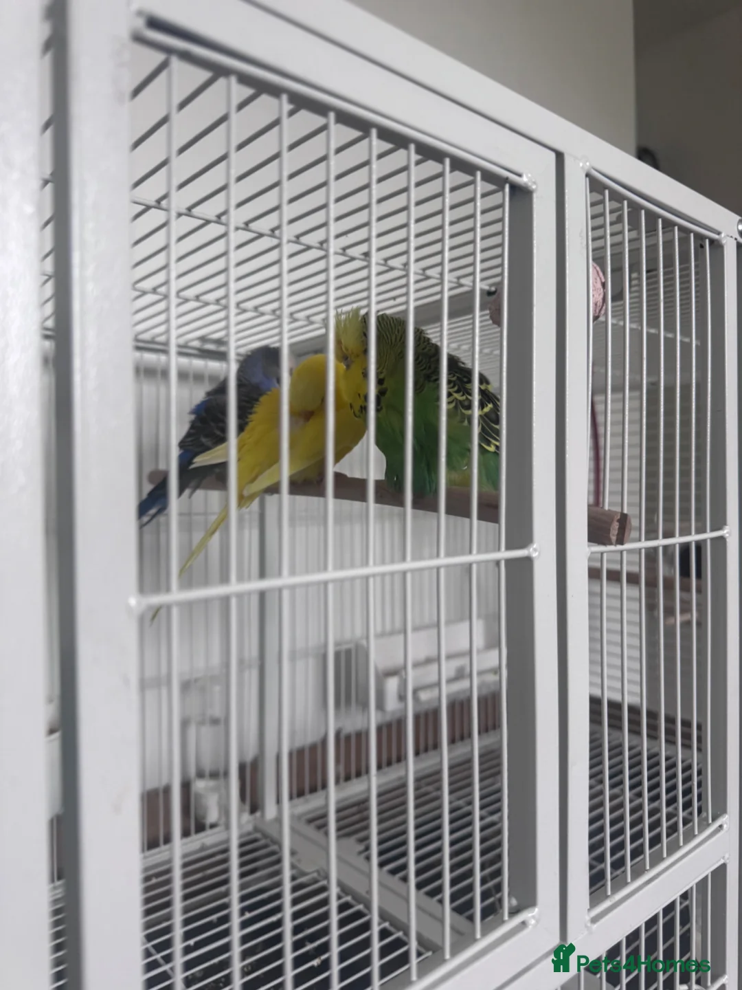 Budgerigars birds for sale: Budgies  in Trowbridge - Advert 1
