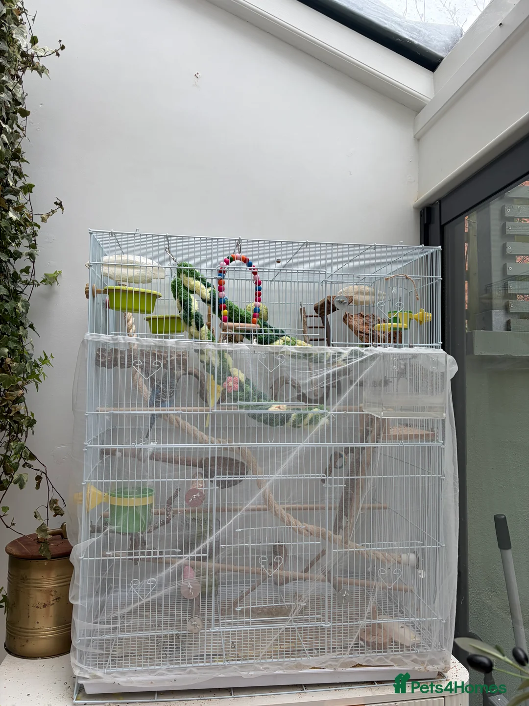 Budgerigars birds for sale: Free to good home, 2 male budgies - Advert 3