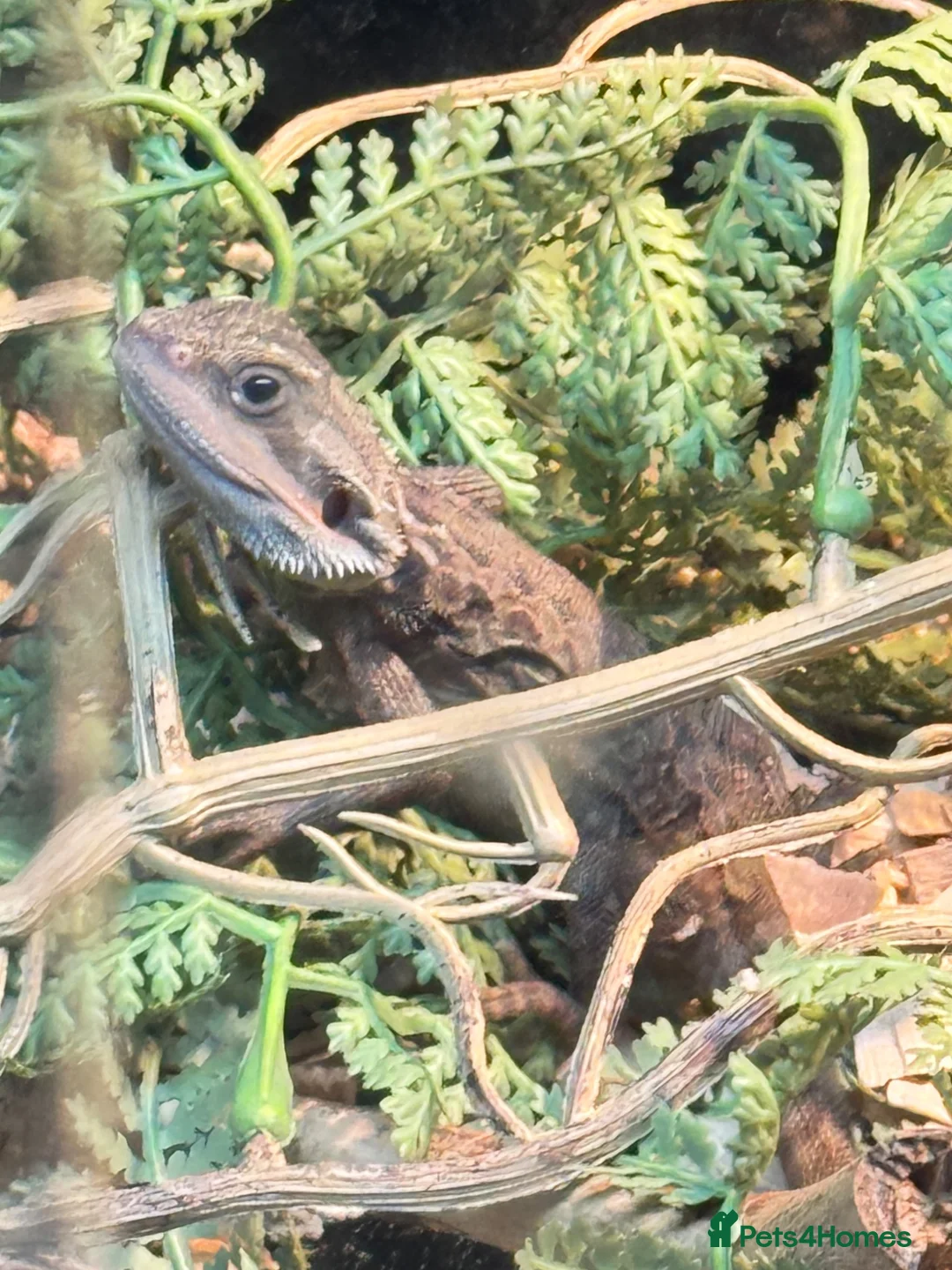 Bearded Dragon reptiles for sale: Baby bearded dragon with set up  - Advert 2