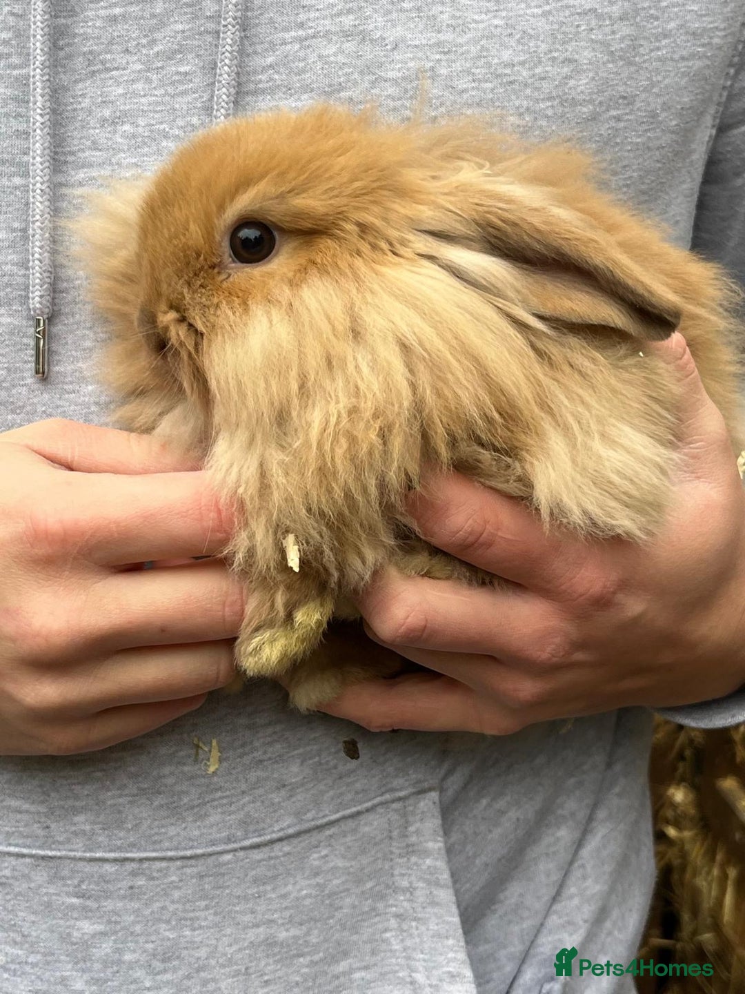 Mini Lop rabbits for sale: Mini lop baby rabbits for sale. - Advert 2