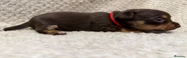 Jack Russell Puppy 5
