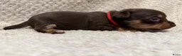Jack Russell dogs for sale: Stunning Litter of Chocolate Jack Russell Puppies. - Advert 10
