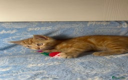 Mixed Breed cats for sale: 3 Lovely Kittens - Image 26