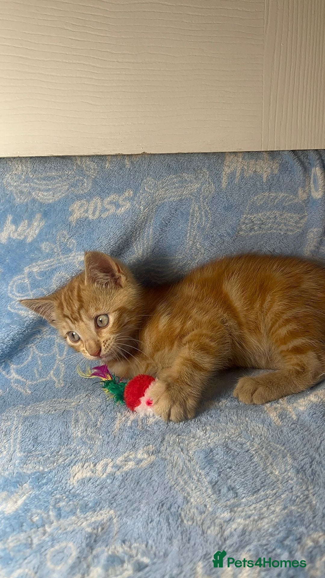 Mixed Breed cats for sale: 3 Lovely Kittens - Image 26