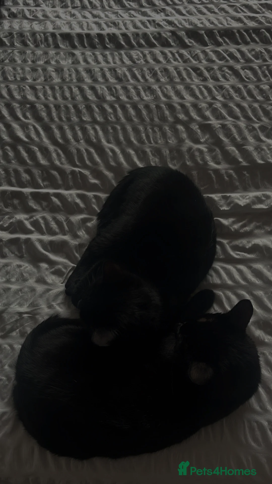 Bombay cats for sale: 2 x two-year-old bombay males - Advert 2