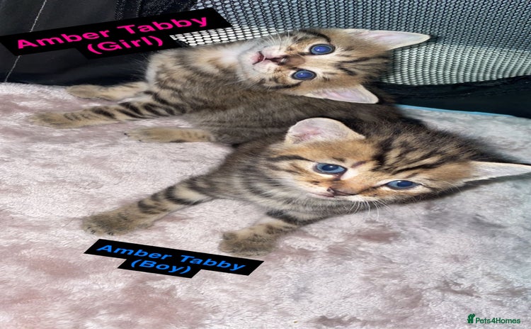 British Shorthair cats - Advert 15