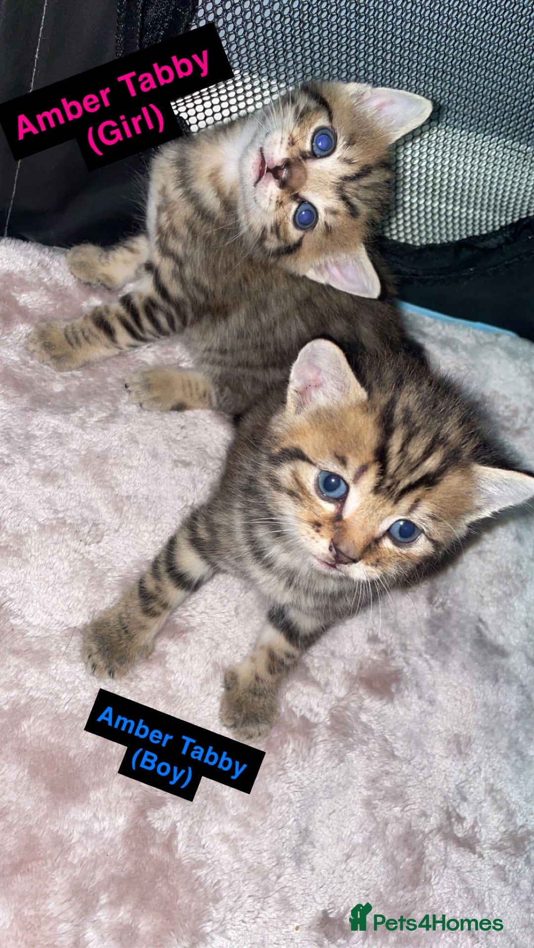 British Shorthair cats for sale: British Shorthair & Turkish Angora Mixed Kittens✨  - Image 1