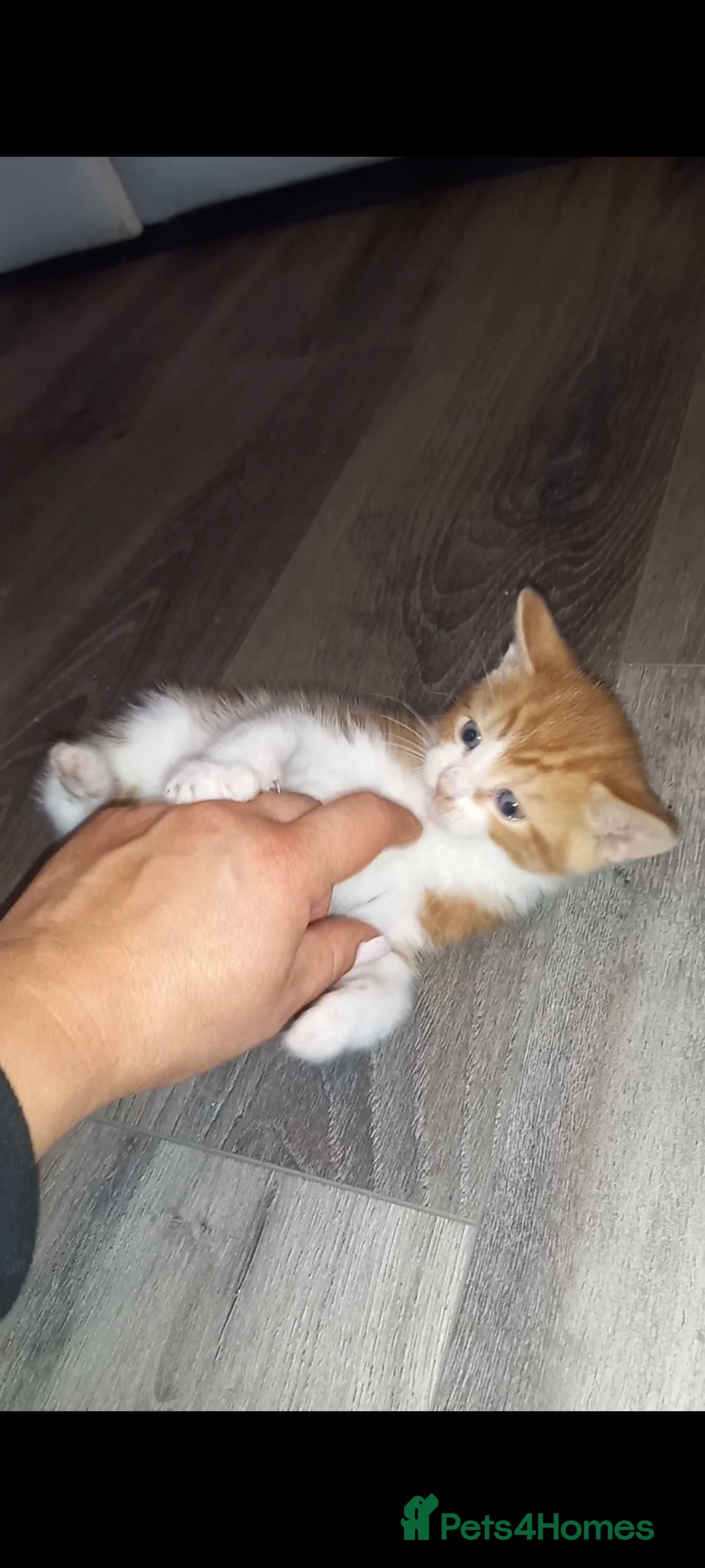 Mixed Breed cats for sale: Kittens looking for their forever loving Home - Advert 2