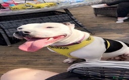 Mixed Breed dogs for sale: 4 beautiful American bully cross staffy puppies - Image 16