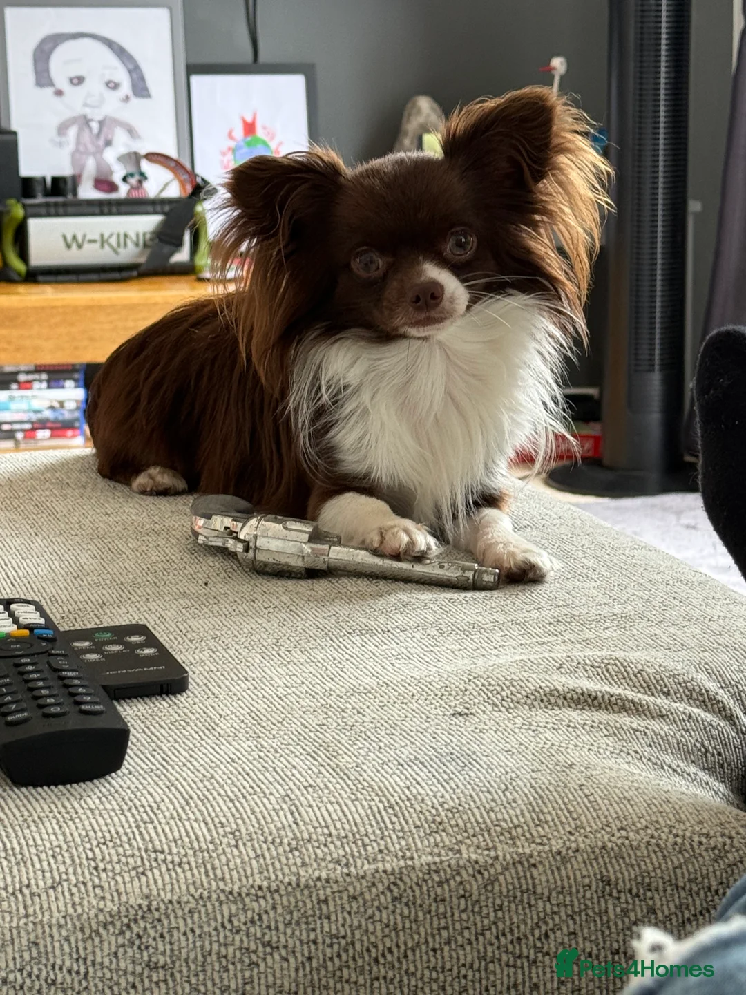 Chihuahua dogs for stud: Small Long coat chocolate and white chihuahua  - Advert 7