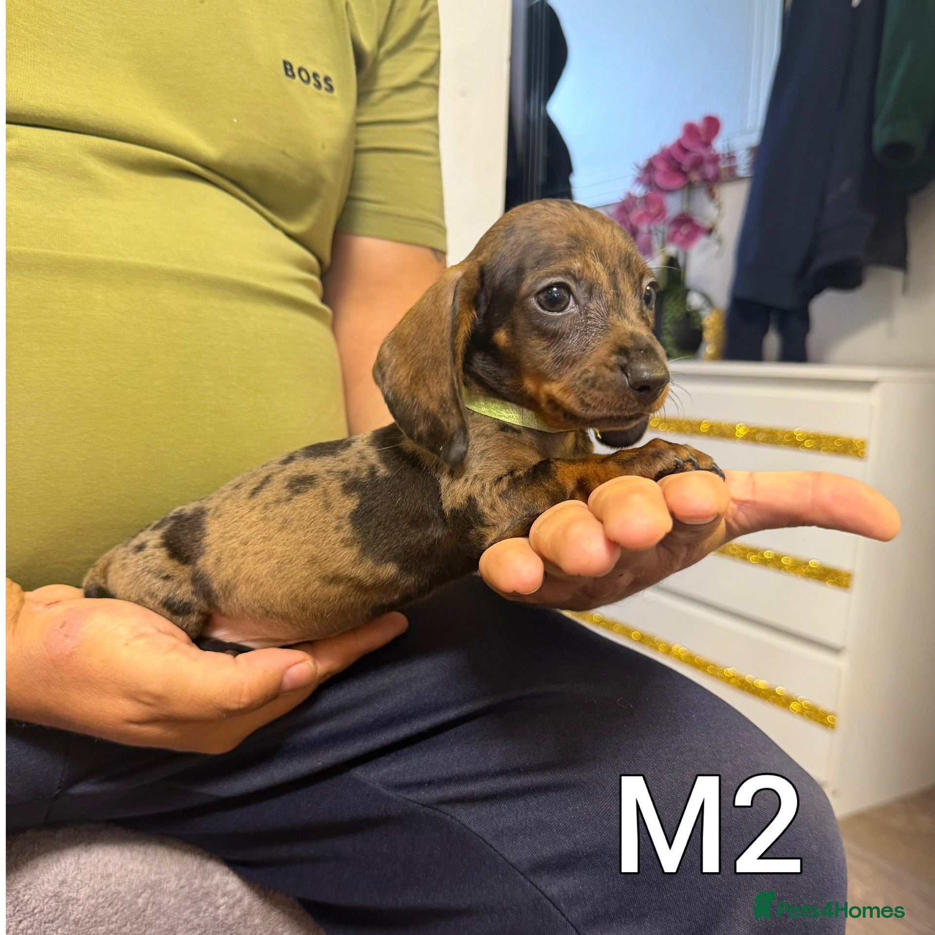 Miniature Dachshund dogs Miniature Dachshund  - Advert 5