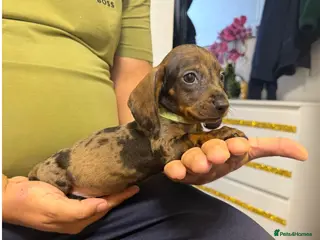 Miniature Dachshund dogs Miniature Dachshund - Advert 5