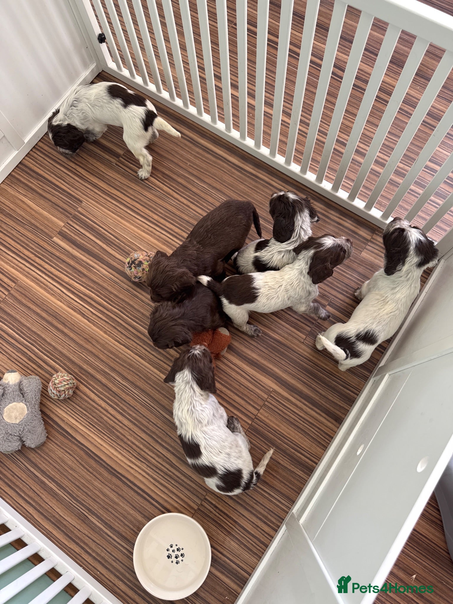 Cocker Spaniel dogs Ready 27.07: Cocker Spaniel Puppies - Advert 13