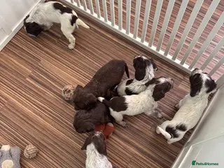 Cocker Spaniel dogs Ready 27.07: Cocker Spaniel Puppies - Advert 1