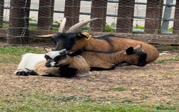 Goats livestock for sale: Adorable Baby Pygmy Goats for sale  - Image 3