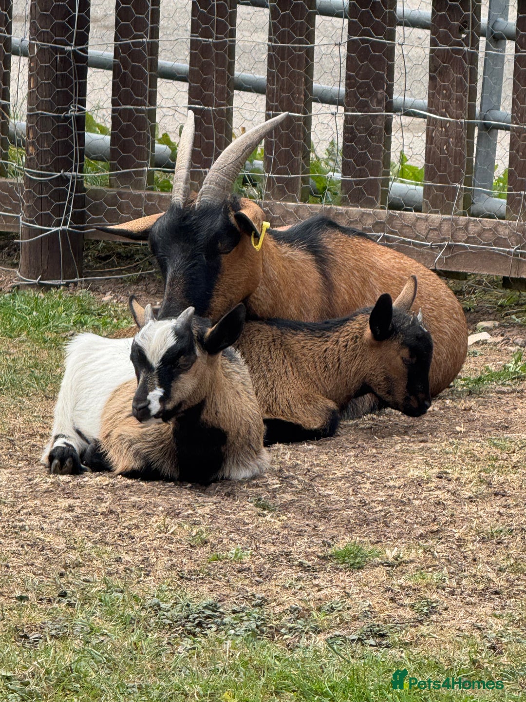 Goats livestock for sale: Adorable Baby Pygmy Goats for sale  - Image 3