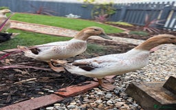 Ducks poultry for sale: 4 female welsh harlequin and 1 khaki Cayuga  - Image 4