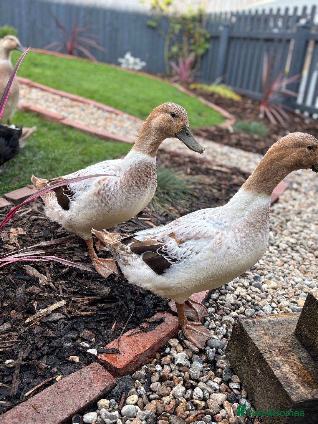 Ducks poultry for sale: 4 female welsh harlequin and 1 khaki Cayuga  - Image 4