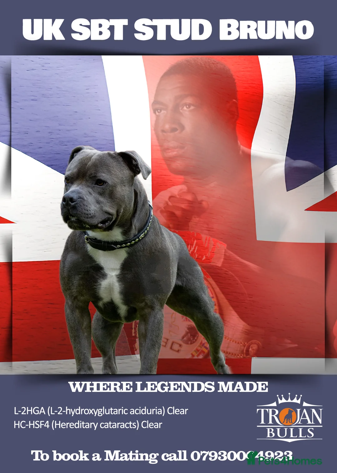 Staffordshire Bull Terrier dogs for stud: Bruno – Quality British lines Staffordshire bull t in Basingstoke - Advert 6