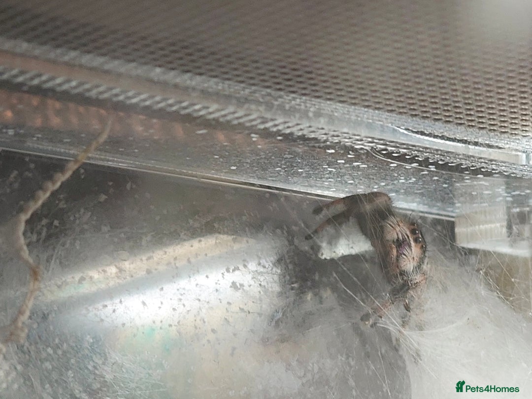 Spiders invertebrates for sale: female jumping spider - Advert 3