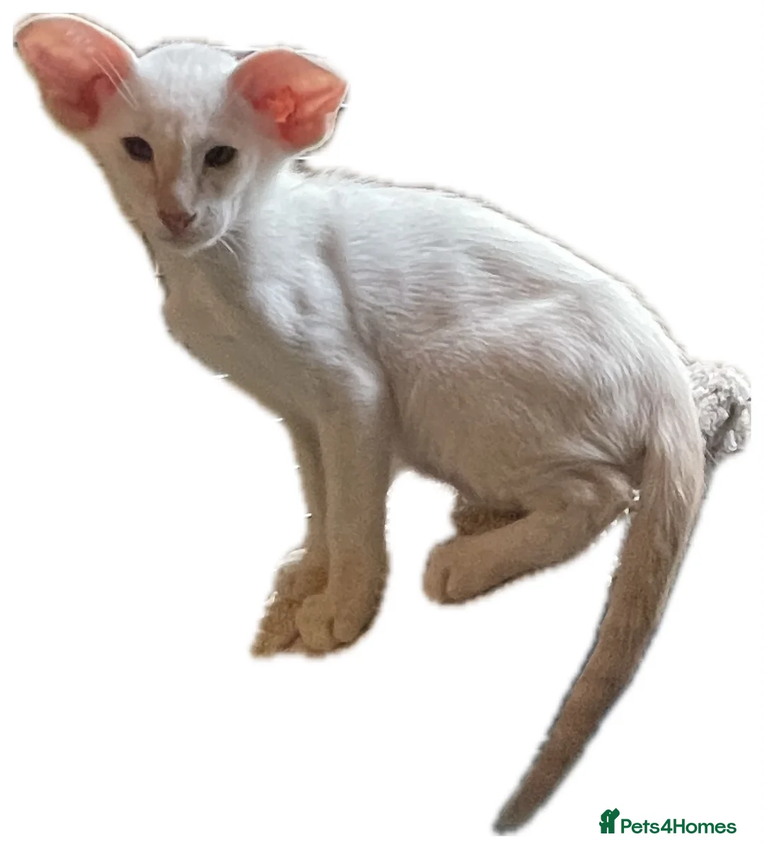Oriental cats for sale: GCCF Oriental Kittens  - Advert 2