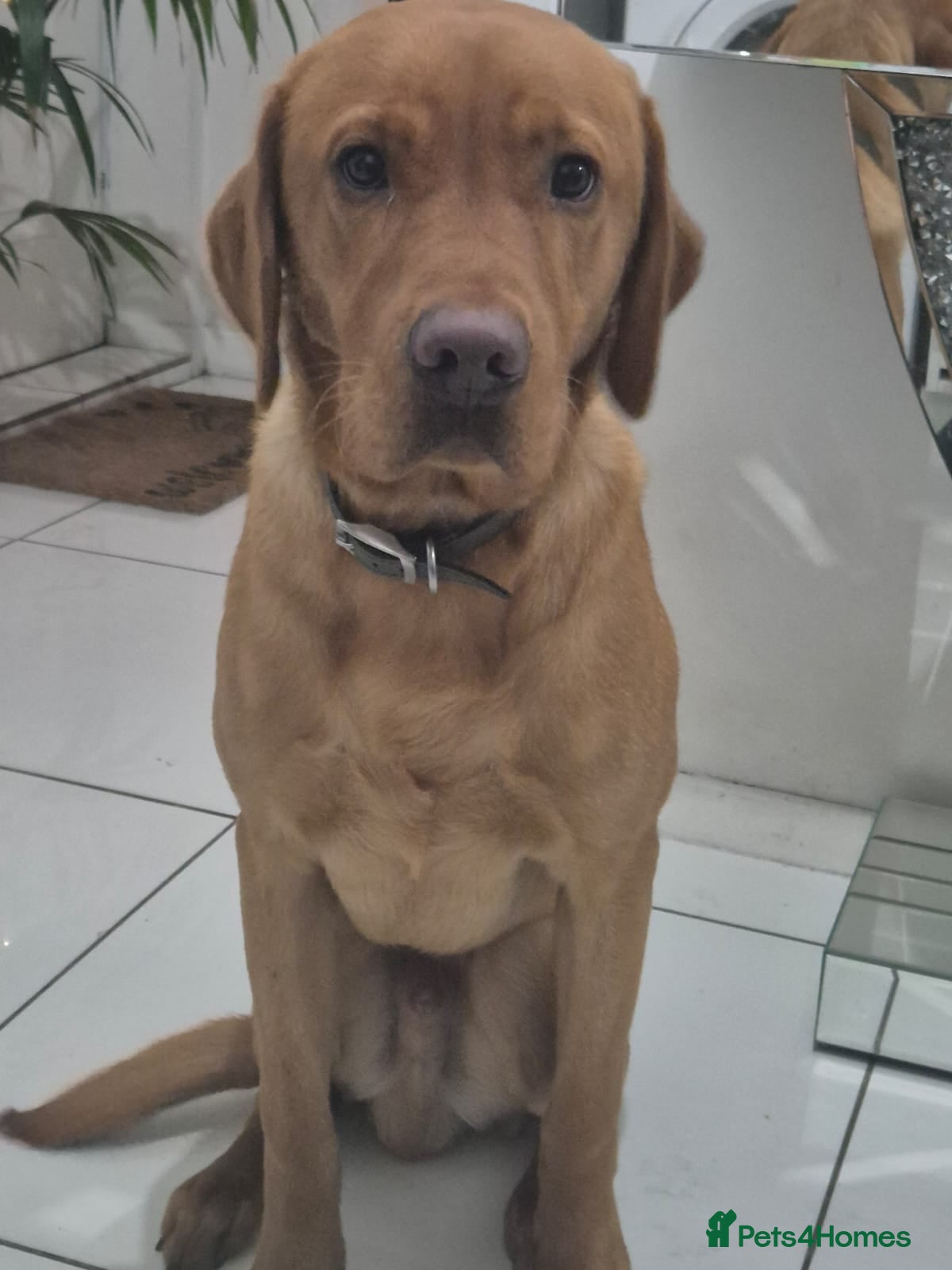 Labrador Retriever dogs Red Fox Labrador Retriver  - Advert 9