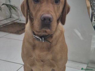 Labrador Retriever dogs Red Fox Labrador Retriver - Advert 1