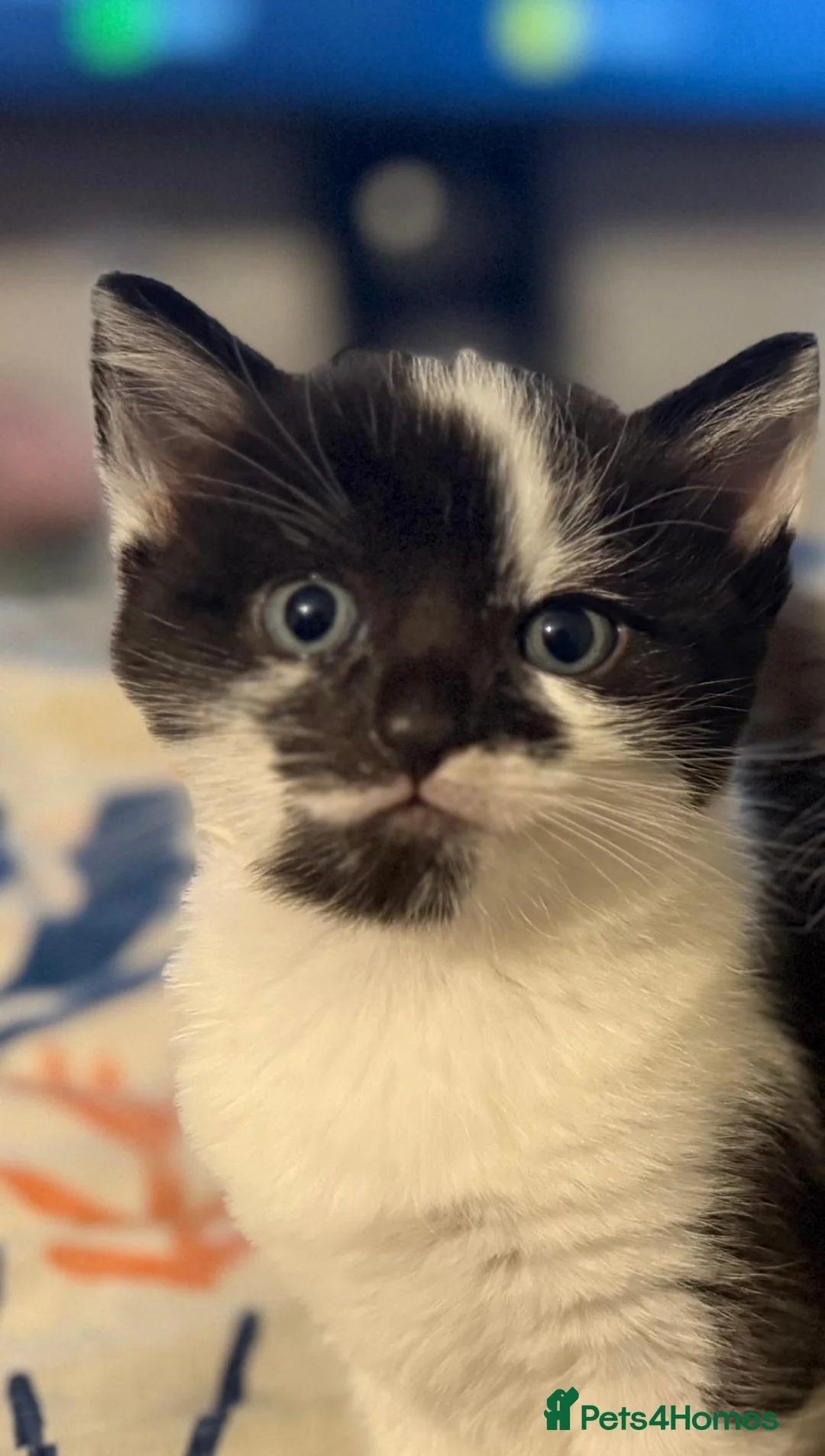 American Shorthair cats for sale: I am Abuu, i like to have caring all time parent. - Advert 5