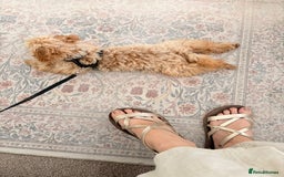 Toy Poodle dogs for sale: Toy poodle puppy - Image 2