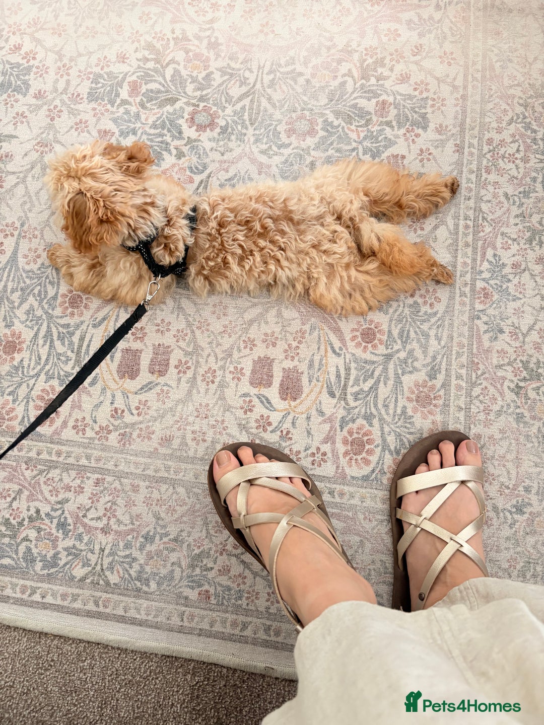 Toy Poodle dogs for sale: Toy poodle puppy - Image 2