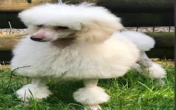 Toy Poodle dogs for sale: KC Toy Poodle Puppies - Image 5