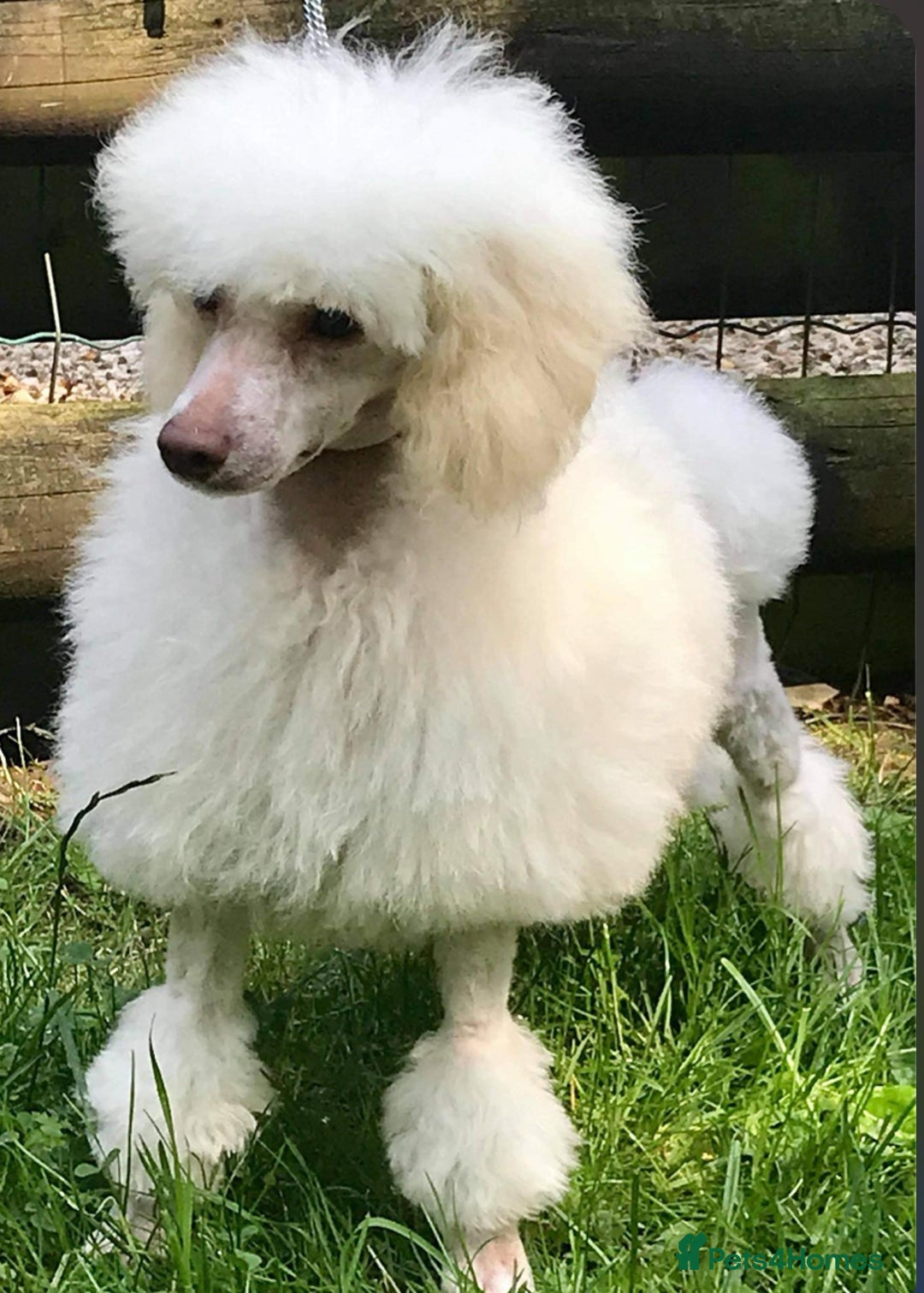 Toy Poodle dogs for sale: KC Toy Poodle Puppies - Image 5