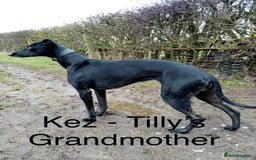 Whippet dogs for sale: Beautiful Whippet puppies for sale!  - Image 12