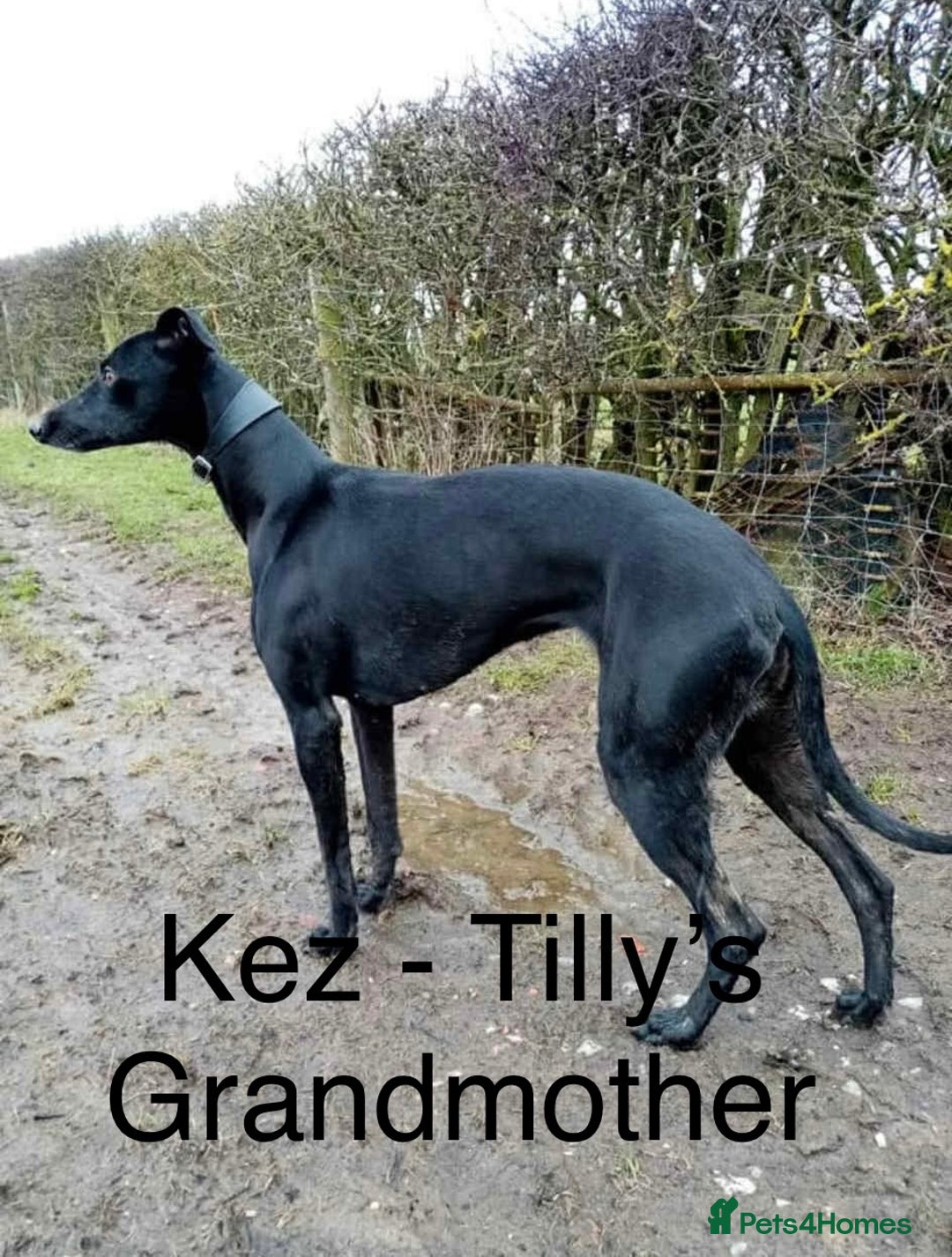 Whippet dogs for sale: Beautiful Whippet puppies for sale!  - Image 12