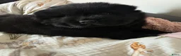 Chow Chow dogs for sale: Chow chow pups 2 LEFT BLACK BOY AMD BLACK TAN BOY - Advert 6