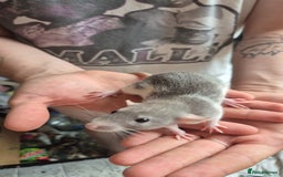 Rat rodents for sale: Rats ready to leave  - Image 5
