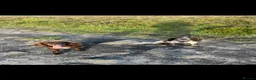 Cocker Spaniel dogs for sale: 3 beautiful cocker spaniel puppy's 🏠 - Advert 3
